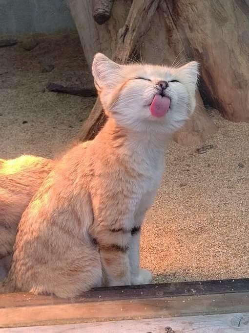 he licc